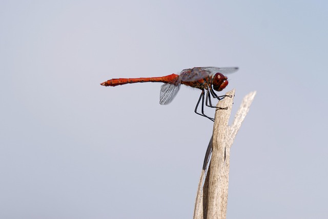 fly fishing flies
