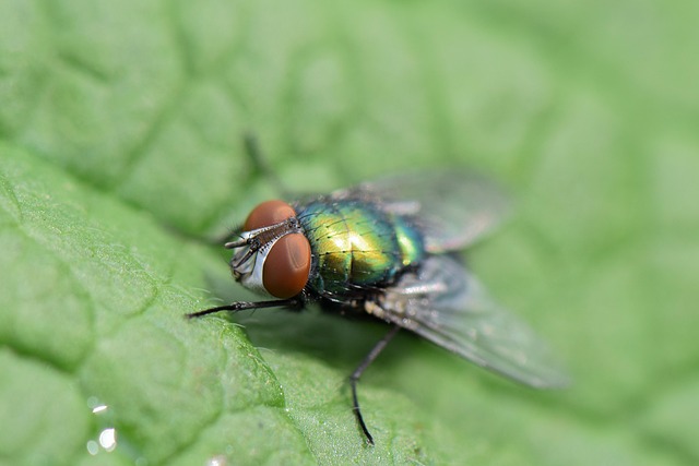 fly fishing flies