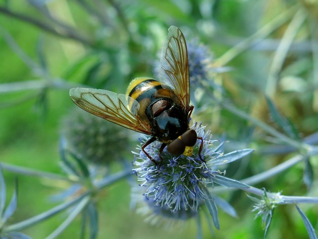 fly fishing flies