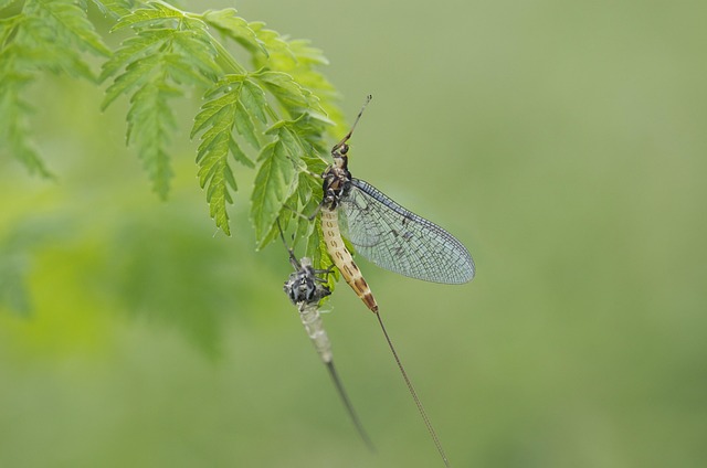 fly fishing flies