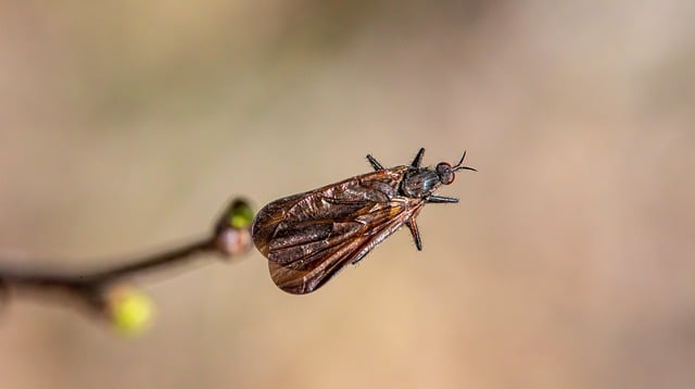 fly fishing flies