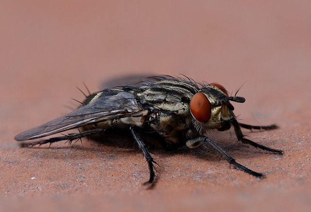fly fishing flies
