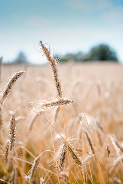 high fiber cereals