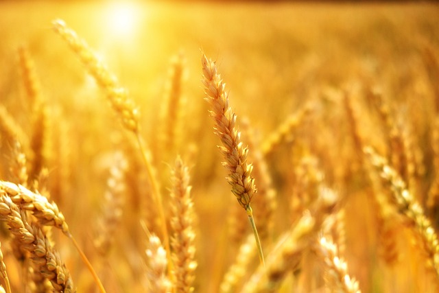 high fiber cereals