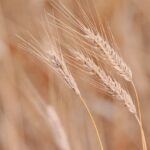 High Fiber Cereals: Balancing Blood Sugar Levels Effectively