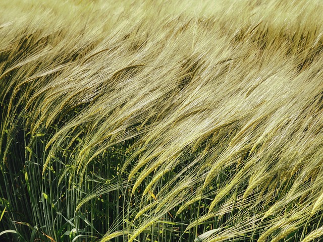 high fiber cereals
