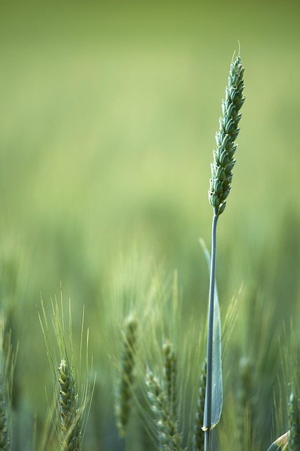high fiber cereals