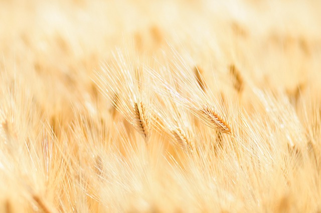 high fiber cereals