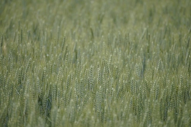high fiber cereals