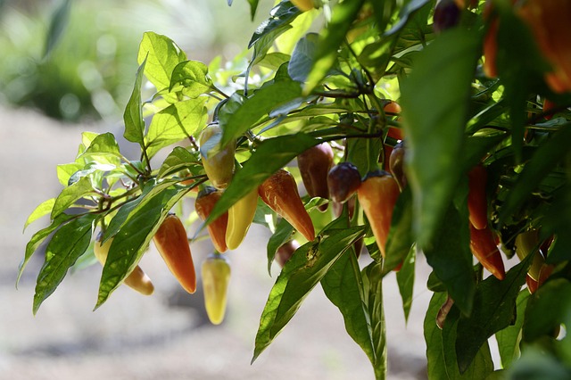 jalapenos peppers