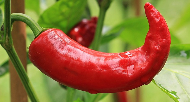 jalapenos-peppers-640x480-36036167.jpeg