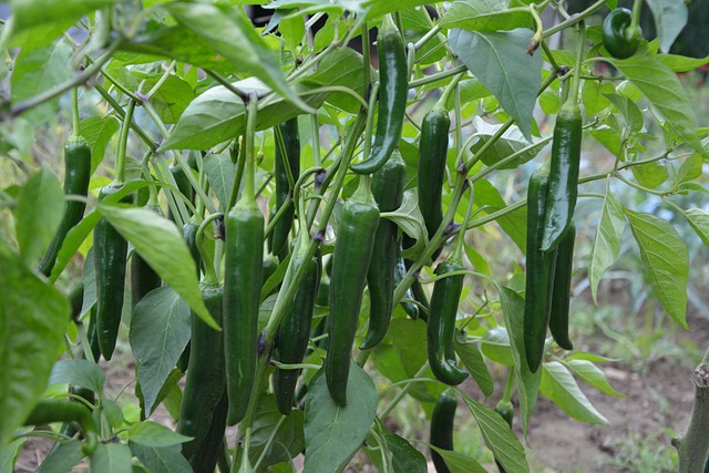 jalapenos peppers