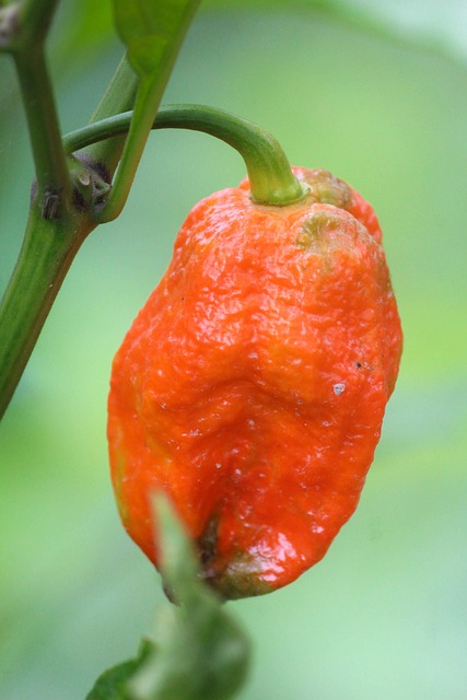 jalapenos peppers