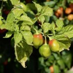 Fresh Jalapenos: Disposal, Storage, and Creative Reuse Guide