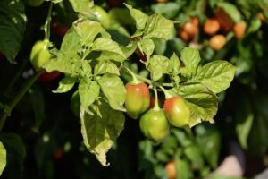 jalapenos-peppers-640x480-87060886.jpeg