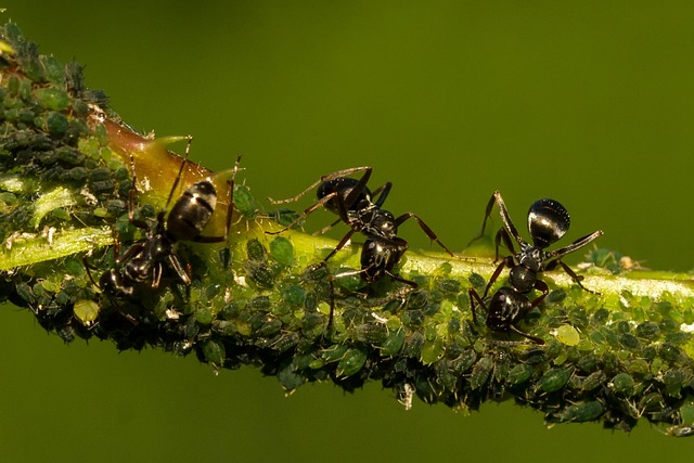 lice treatment