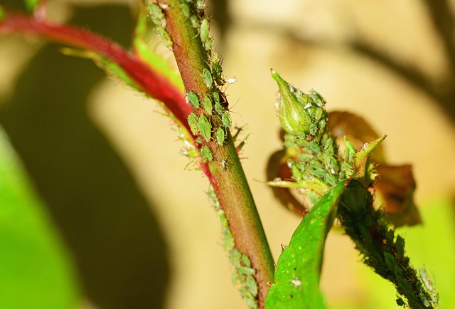 lice treatment