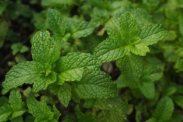 mint julep cups