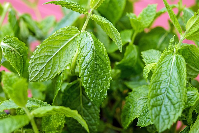 mint julep cups