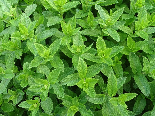 mint julep cups