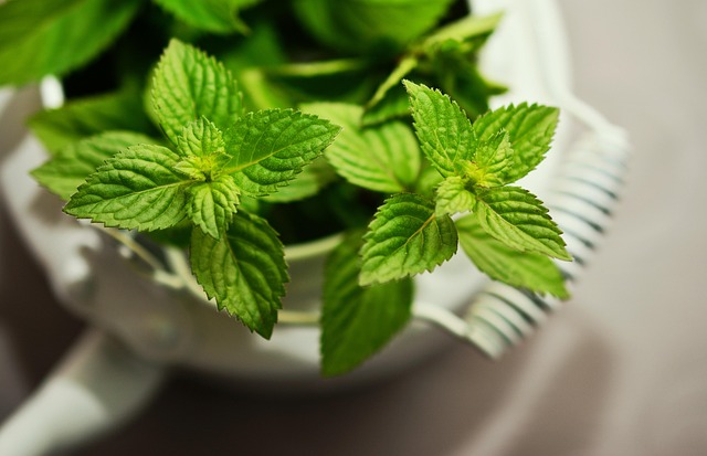 mint julep cups
