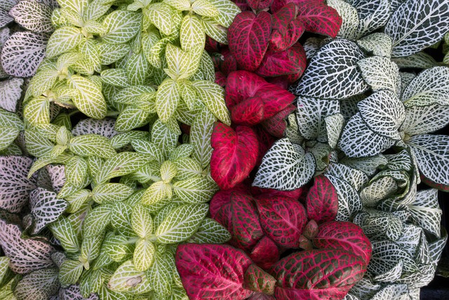 seasoning mixes