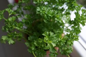 seasoning-mixes-640x480-84072865.jpeg