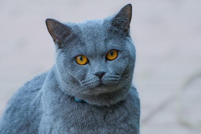 sonic cat repellents