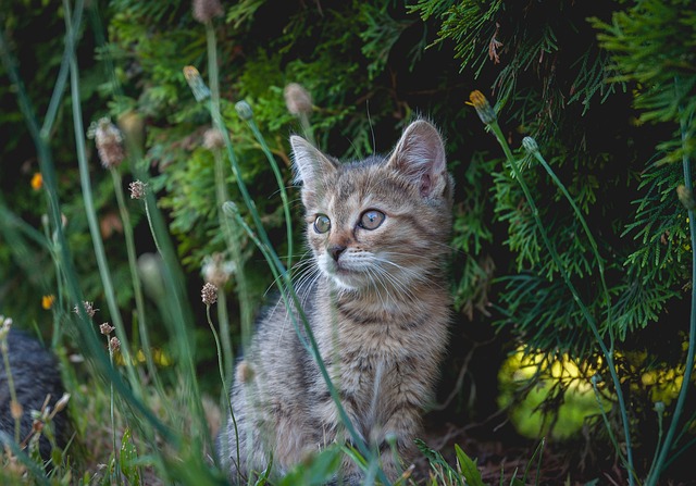 sonic cat repellents