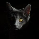 Testing Sonic Cat Repellents: Safety, Effectiveness, and Regulatory Compliance
