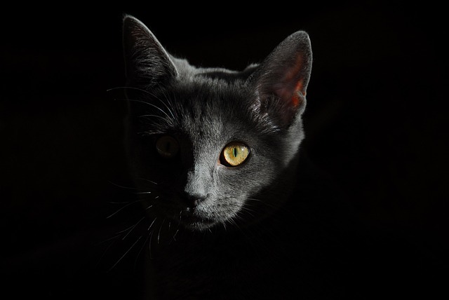 sonic-cat-repellents-640x480-2899715.jpeg