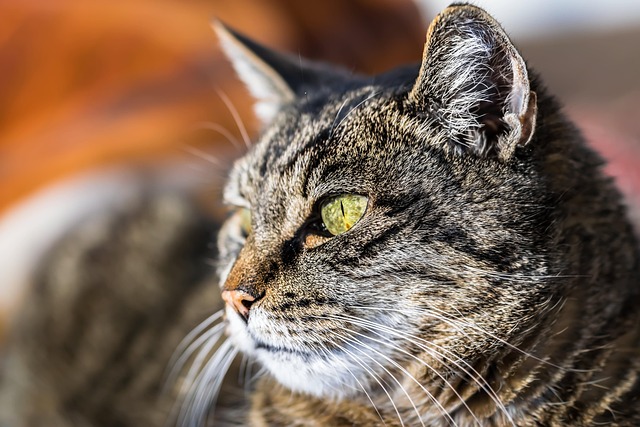 sonic cat repellents