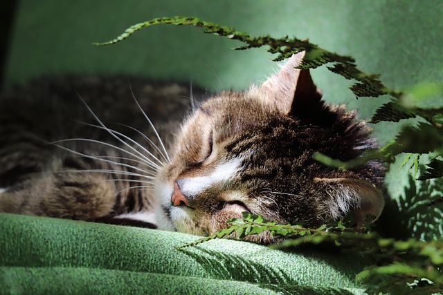 sonic cat repellents