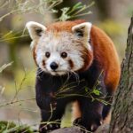 Mastering Sonic Cat Repellent Coverage Planning Strategies