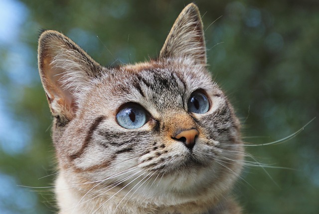 sonic-cat-repellents-640x480-42460557.jpeg