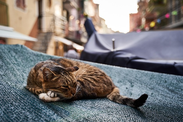 sonic cat repellents