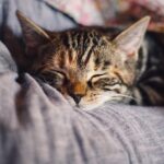 Target Areas for Sonic Cat Repellent Success