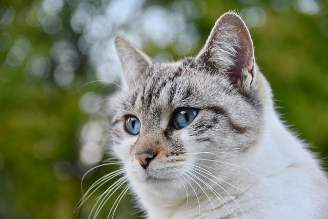 sonic cat repellents
