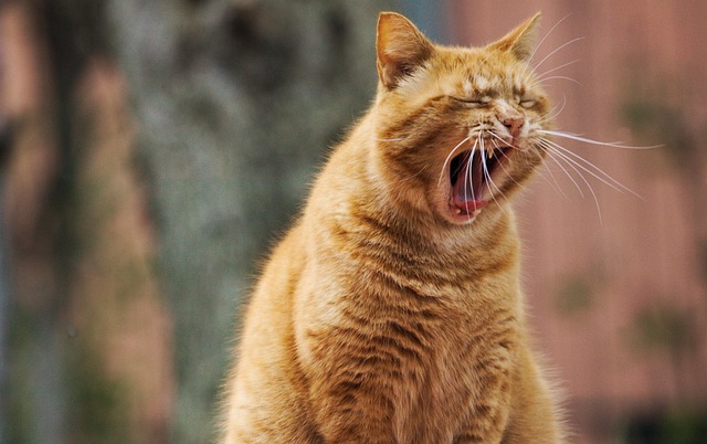 sonic cat repellents