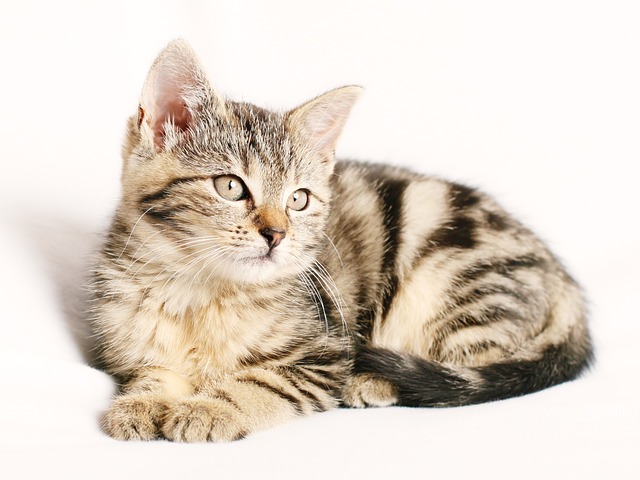 sonic cat repellents