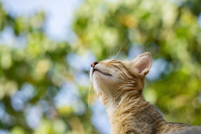 sonic cat repellents