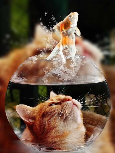 sonic cat repellents