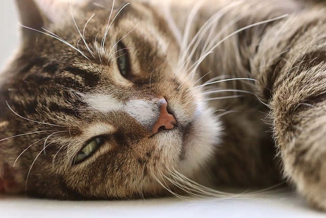 sonic cat repellents