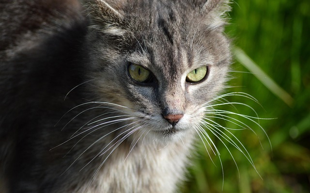 sonic cat repellents