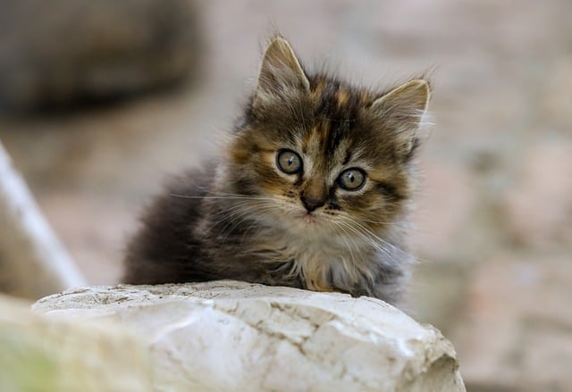 sonic cat repellents