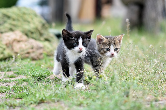 sonic cat repellents