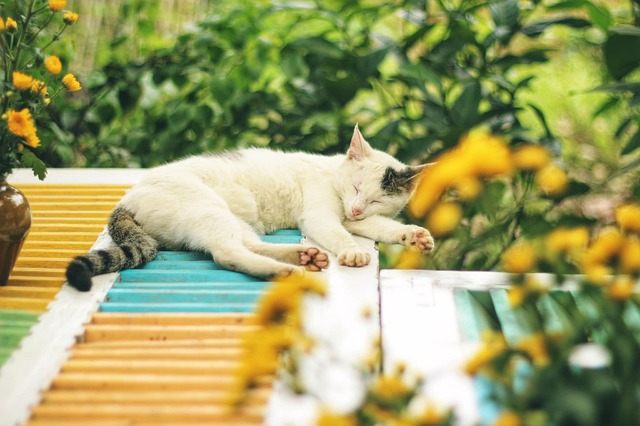 sonic cat repellents