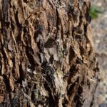 Vancouver WA Stump Grinding: Expert Care for Healthy Trees