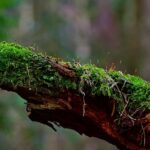 Preserving Vancouver WA Trees: Grinding Stumps, Saving Gems