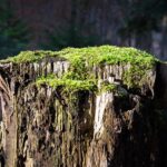 Portland OR Stump Grinding: Expert Tree Consulting for Healthy Landscaping